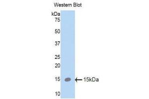 Western Blotting (WB) image for anti-Surfactant Protein C (SFTPC) (AA 94-193) antibody (ABIN1860605) (Surfactant Protein C 抗体  (AA 94-193))