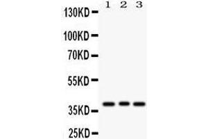 Anti-WNT2 Picoband antibody, Western blotting All lanes: Anti WNT2  at 0. (WNT2 抗体  (N-Term))