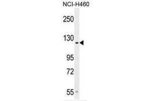 GPR144 Antibody (Center) western blot analysis in NCI-H460 cell line lysates (35µg/lane).