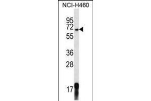 Western blot analysis in NCI-H460 cell line lysates (35ug/lane). (GPSM1 抗体  (AA 439-468))