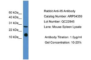 WB Suggested Anti-Il5  Antibody Titration: 0. (IL-5 抗体  (Middle Region))