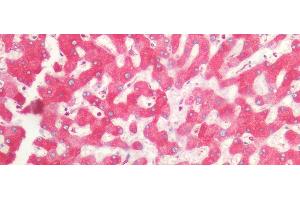 Immunohistochemistry (IHC) image for anti-Calnexin (CANX) (AA 239-461) antibody (ABIN7425800)