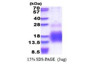 SDS-PAGE (SDS) image for Metallothionein 3 (MT3) (AA 1-68) protein (His tag) (ABIN5853514)