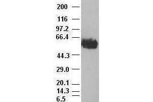 c-myc antibody (3F2) at 1:1000 with Hela cell lysate (c-MYC 抗体)