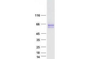 Western Blotting (WB) image for Synaptotagmin II (SYT2) (Transcript Variant 2) protein (Myc-DYKDDDDK Tag) (ABIN2733071)