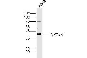 A549 lysates probed with NPY2R Polyclonal Antibody, Unconjugated  at 1:300 dilution and 4˚C overnight incubation. (NPY2R 抗体  (AA 301-381))