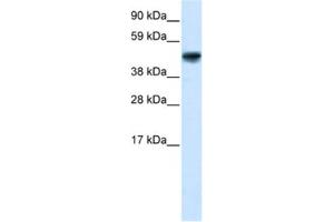 Western Blotting (WB) image for anti-Growth Arrest-Specific 7 (GAS7) antibody (ABIN2460143) (GAS7 抗体)