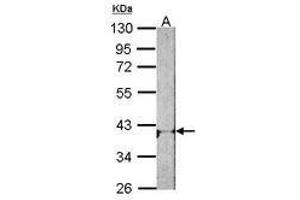 Image no. 2 for anti-Adenosine A1 Receptor (ADORA1) (AA 162-227) antibody (ABIN467371) (ADORA1 抗体  (AA 162-227))
