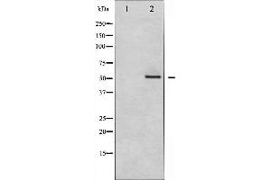 Western blot analysis of MEF2A expression in PMA treated NIH-3T3 whole cell lysates,The lane on the left is treated with the antigen-specific peptide. (MEF2A 抗体  (Internal Region))