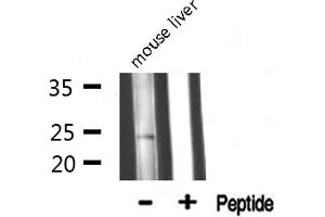 Western blot analysis of MRPL13 expression in Mouse liver lysate (MRPL13 抗体  (C-Term))