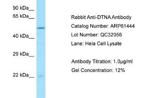 Western Blotting (WB) image for anti-Dystrobrevin alpha (DTNA) (C-Term) antibody (ABIN970563) (DTNA 抗体  (C-Term))
