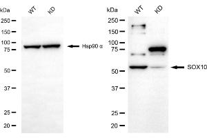 Western blotting analysis using SOX10 antibody (ABIN7800972). (Recombinant SRY-Box Transcription Factor 10 抗体)