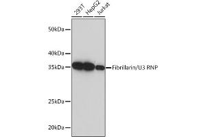 Western blot analysis of extracts of various cell lines, using Fibrillarin/U3 RNP Rabbit mAb (ABIN7267175) at 1:5000 dilution. (Fibrillarin 抗体)