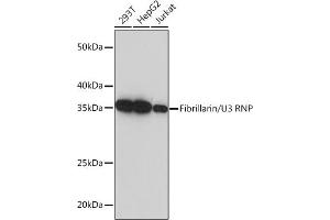 Western blot analysis of extracts of various cell lines, using Fibrillarin/U3 RNP Rabbit mAb (ABIN7267175) at 1:5000 dilution.