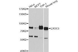 Western blot analysis of extracts of various cell lines, using EXOC5 antibody (ABIN5996218) at 1:3000 dilution. (EXOC5 抗体)