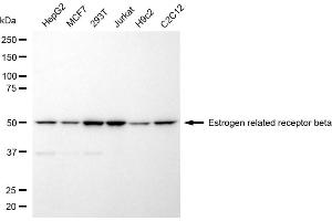 anti-Estrogen-Related Receptor beta (ESRRB) antibody