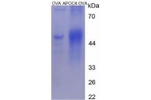 Image no. 1 for Apolipoprotein C-IV (APOC4) (AA 30-45) peptide (Ovalbumin) (ABIN5666086) (Apolipoprotein C-IV (APOC4) (AA 30-45) peptide (Ovalbumin))