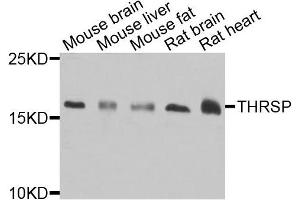 Western blot analysis of extracts of various cells, using THRSP antibody. (THRSP 抗体)
