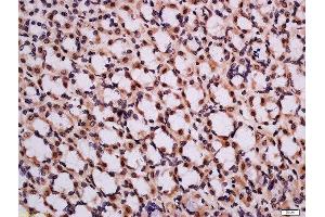 Formalin-fixed and paraffin embedded rat stomach tissue labeled with Rabbit Anti-CHMP2A Polyclonal Antibody, Unconjugated  at 1:200 followed by conjugation to the secondary antibody and DAB staining (CHMP2A 抗体  (AA 1-100))