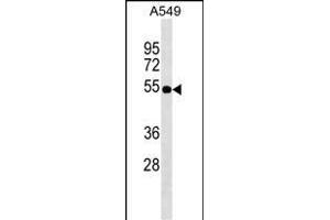 ZFP36L2 Antibody (Center) (ABIN1537929 and ABIN2849247) western blot analysis in A549 cell line lysates (35 μg/lane). (ZFP36L2 抗体  (AA 166-193))