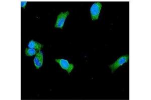 IF analysis of PGP9.