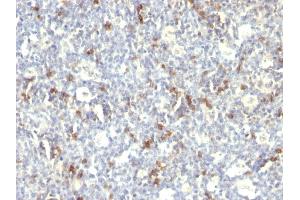 Formalin-fixed, paraffin-embedded human Spleen stained with CD57 Monoclonal Antibody (SPM129). (CD57 抗体)