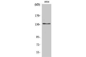 Western Blotting (WB) image for anti-Ligase I, DNA, ATP-Dependent (LIG1) (N-Term) antibody (ABIN3184321) (LIG1 抗体  (N-Term))