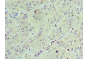 Immunohistochemistry of paraffin-embedded human liver tissue using ABIN7143342 at dilution of 1:100 (Adenylate Kinase 2 抗体  (AA 1-232))