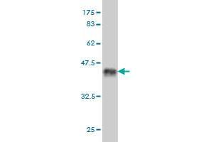 Western Blotting (WB) image for anti-SP100 Nuclear Antigen (SP100) (AA 1-98) antibody (ABIN562971)