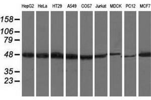 Western blot analysis of extracts (35 µg) from 9 different cell lines by using anti-RNH1 monoclonal antibody. (RNH1 抗体)