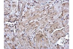 IHC-P Image NRF1 antibody detects NRF1 protein at nucleus on mouse muscle by immunohistochemical analysis.