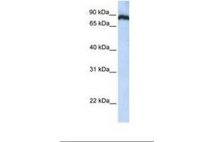Image no. 1 for anti-TATA Box Binding Protein (TBP)-Associated Factor, RNA Polymerase I, C, 110kDa (TAF1C) (N-Term) antibody (ABIN6739060)
