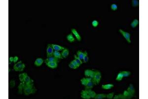 Immunofluorescent analysis of HepG2 cells using ABIN7149775 at dilution of 1:100 and Alexa Fluor 488-congugated AffiniPure Goat Anti-Rabbit IgG(H+L) (Desmoglein 1 抗体  (AA 384-539))