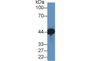 Western blot analysis of Mouse Brain lysate, using Dog CKM Antibody (2 µg/ml) and HRP-conjugated Goat Anti-Rabbit antibody ( (CKM 抗体  (AA 11-367))
