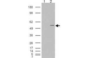 293 overexpressing GCNT3 and probed with GCNT3 polyclonal antibody  (mock transfection in first lane), tested by Origene. (GCNT3 抗体  (AA 410-422))