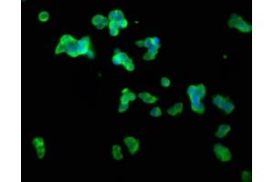 Immunofluorescence staining of 293T cells with ABIN7147493 at 1:100, counter-stained with DAPI. (CLN5 抗体  (AA 42-181))