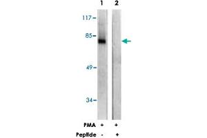 Western blot analysis of extracts from COS-7 cells, treated with PMA (125 ng/mL, 30 mins), using PRKCZ polyclonal antibody .
