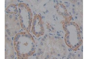 Detection of FBLN5 in Human Kidney Tissue using Polyclonal Antibody to Fibulin 5 (FBLN5) (Fibulin 5 抗体  (AA 99-205))