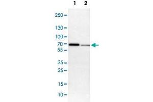 Western Blot analysis of Lane 1: NIH-3T3 cell lysate (mouse embryonic fibroblast cells) and Lane 2: NBT-II cell lysate (Wistar rat bladder tumor cells) with MEF2D polyclonal antibody . (MEF2D 抗体)