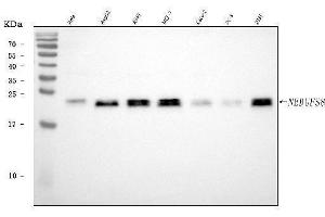 Western blot analysis of NDUFS8 using anti-NDUFS8 antibody (ABIN7599086).