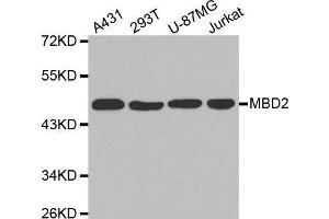 Western blot analysis of extracts of various cell lines, using MBD2 antibody. (MBD2 抗体  (AA 202-411))