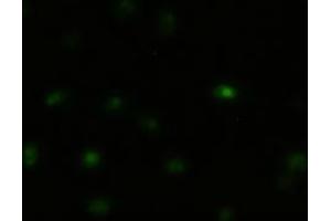 Immunofluorescent staining of HeLa cells using anti-MAPK8 mouse monoclonal antibody (ABIN2452378). (JNK 抗体  (AA 1-384))