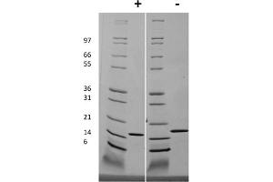 SDS-PAGE of Human Interleukin-19 Recombinant Protein (Animal Free) SDS-PAGE of Human Interleukin-19 Animal Free Recombinant Protein. (IL-19 蛋白)
