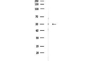 Western blot analysis of lysates from Mouse testis, using PDK4 Antibody at 1/1000 dilution.