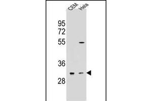 OR5L2 Antibody (N-term) (ABIN655018 and ABIN2844650) western blot analysis in CEM,Hela cell line lysates (35 μg/lane). (OR5L2 抗体  (N-Term))