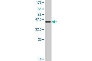 Western Blot detection against Immunogen (46. (RBBP9 抗体  (AA 1-186))