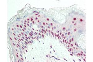 Anti-Proliferation Marker IPO-38 antibody IHC staining of human skin. (Proliferation Marker 抗体)
