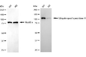 Western blotting analysis using ubiquitin specific peptidase 11 antibody (ABIN7800725).