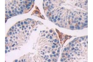 Detection of TPP1 in Mouse Testis Tissue using Polyclonal Antibody to Tripeptidyl Peptidase I (TPP1) (TPP1 抗体  (AA 198-562))