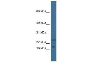 Western Blot showing Mafk antibody used at a concentration of 1. (MAFK 抗体  (N-Term))